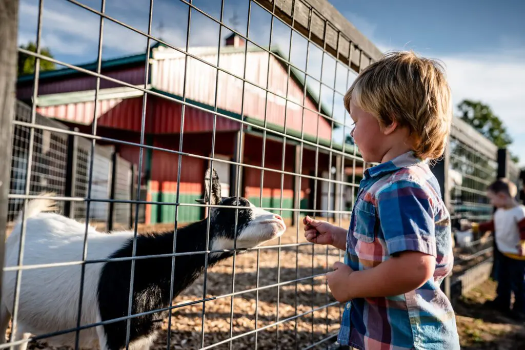 Barnyard animals