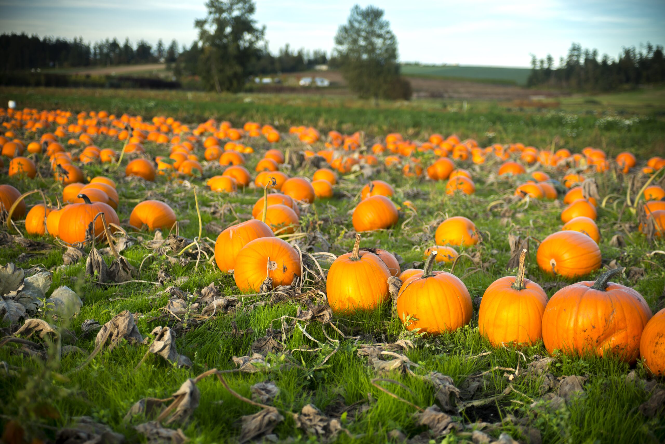 Pumpkins in fall