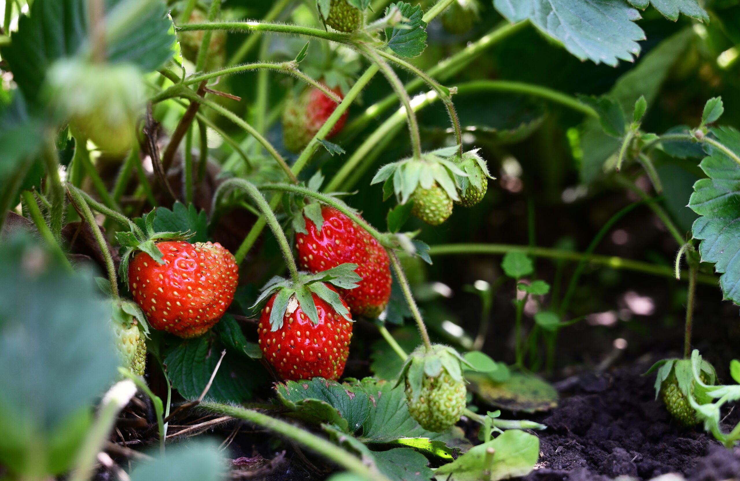 Strawberry picking in spring