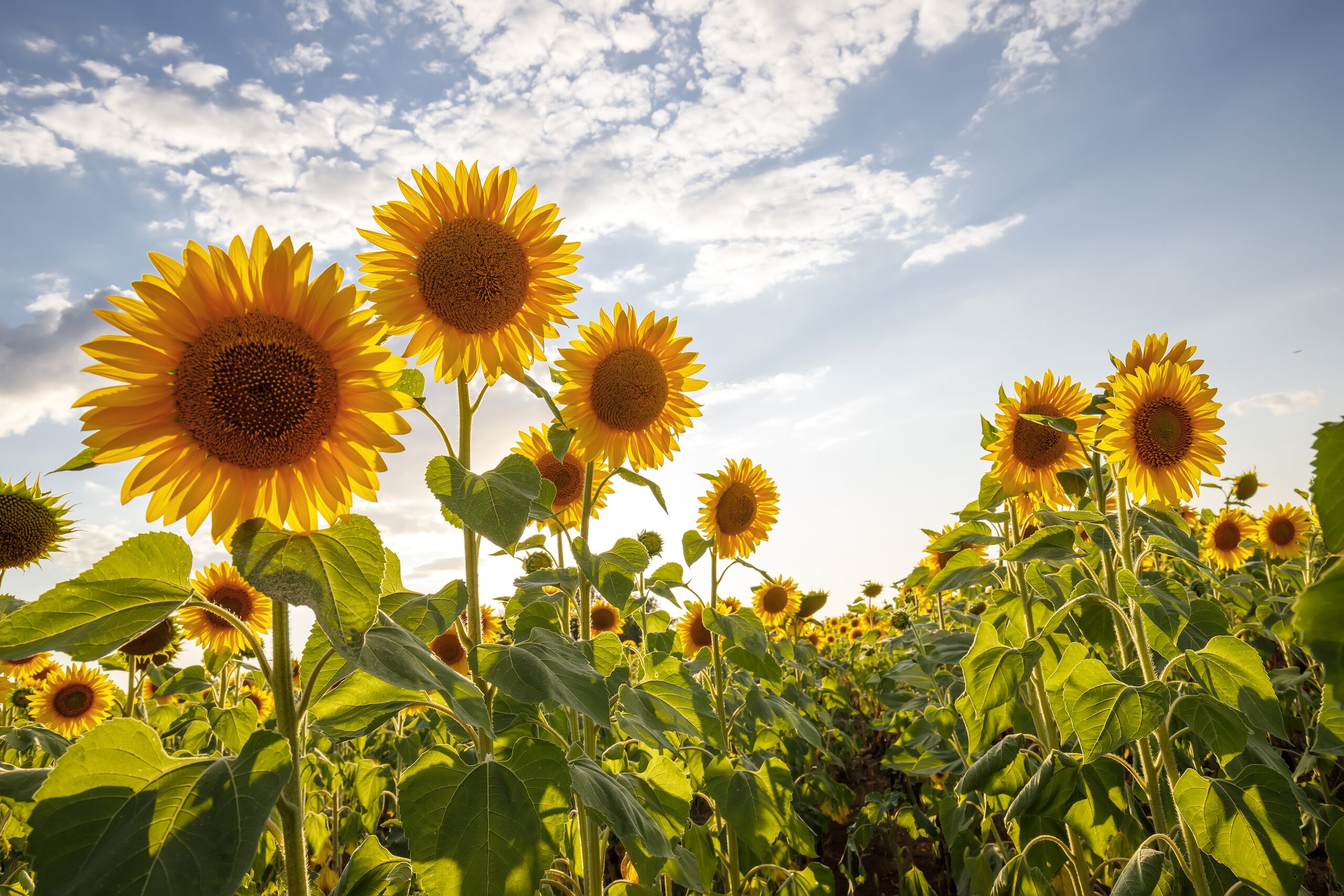 Sunflower fields in summer