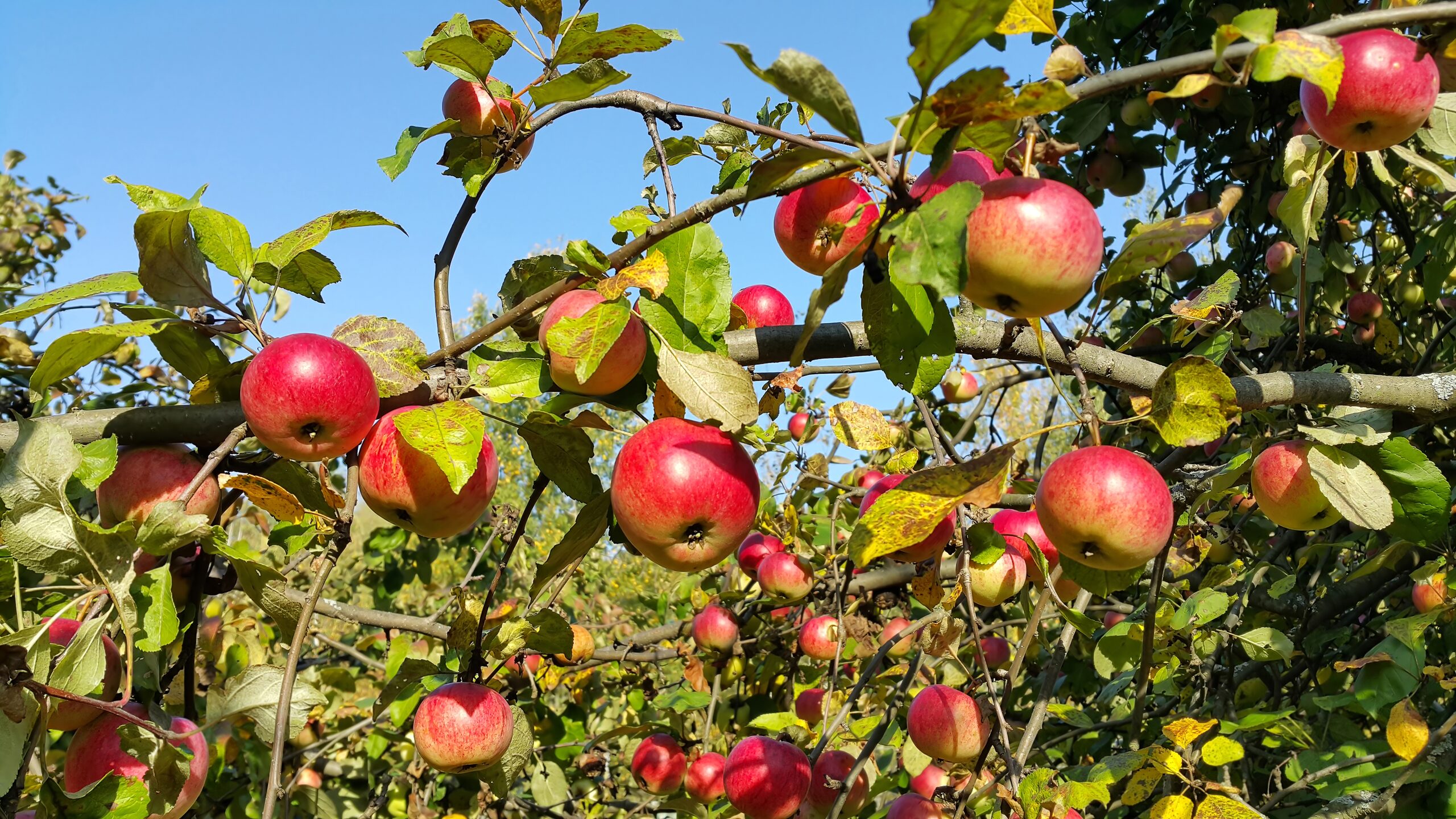 Menshouse Orchard